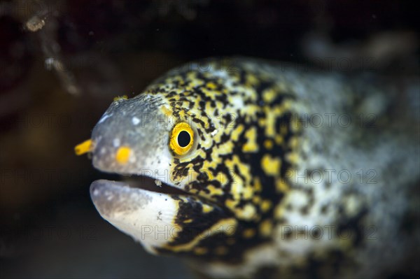 Snowflake moray (Echidna nebulosa)