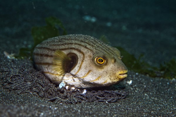 Narrow-lined puffer (Arothron manilensis) being cleaned by a squat shrimp (Thor amboinensis)