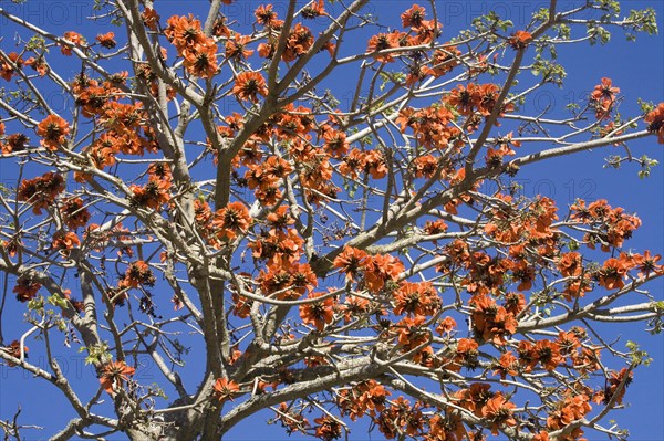 Coral tree with flowers (Erythrina)