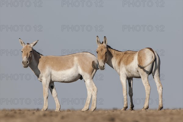 Onagers or Asiatic wild asses (Equus hemionus)