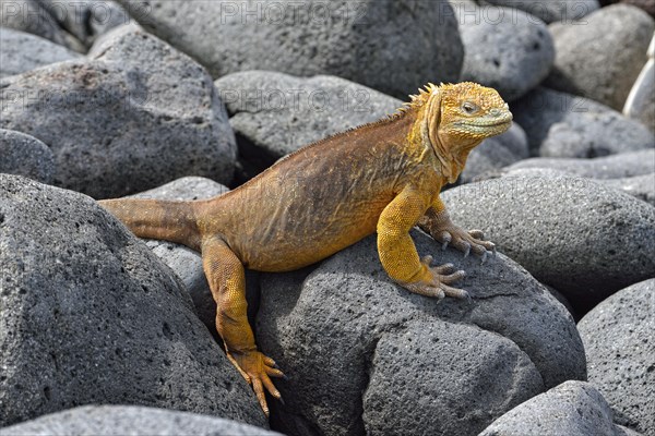 Galapagos land iguana (Conolophus subcristatus)