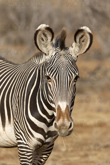 Grevy's Zebra (Equus grevyi)