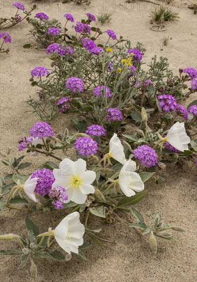 Dune evening primrose (Oenothera deltoides) and Sand Verbena (Abronia villosa) in flower in Anza-Borrego