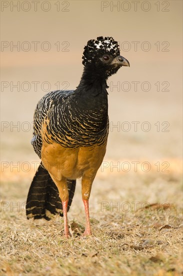 Bare-faced Curassow (Crax fasciolata)