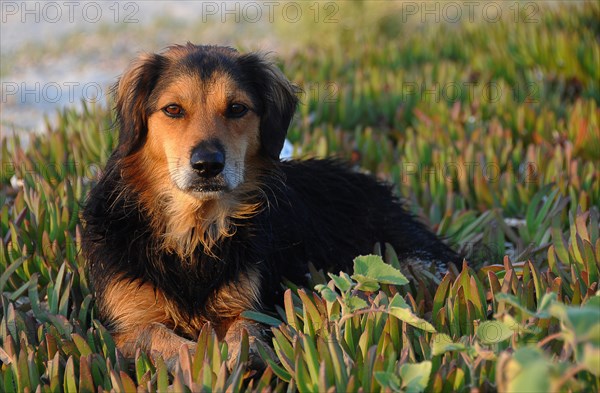 Stray dog with wet fur