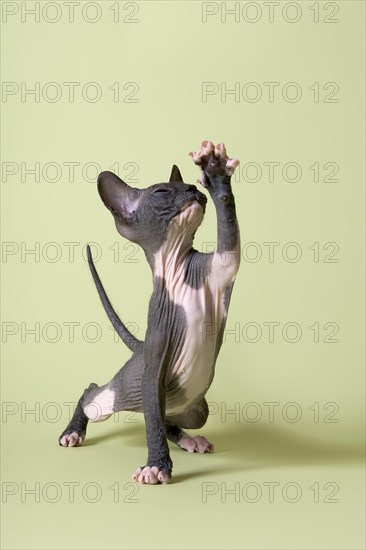 Donskoy cat or Don Sphynx