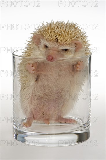 Albino African white-bellied hedgehog in a glass