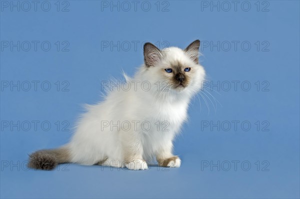 Birman Cat