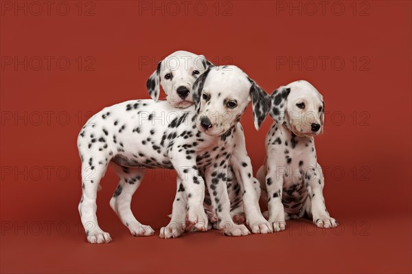 Three Dalmatian puppies