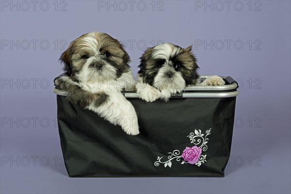 Two Shih Tzu puppies