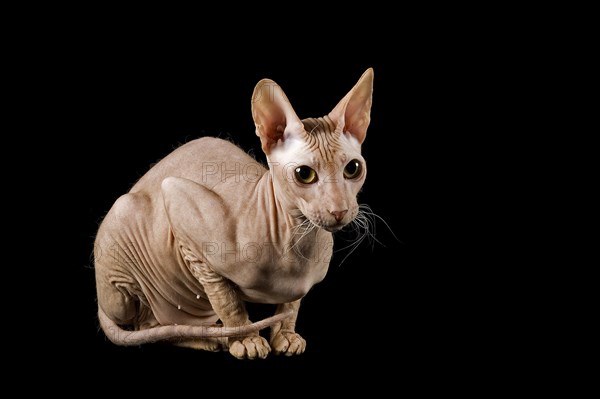 Peterbald cat