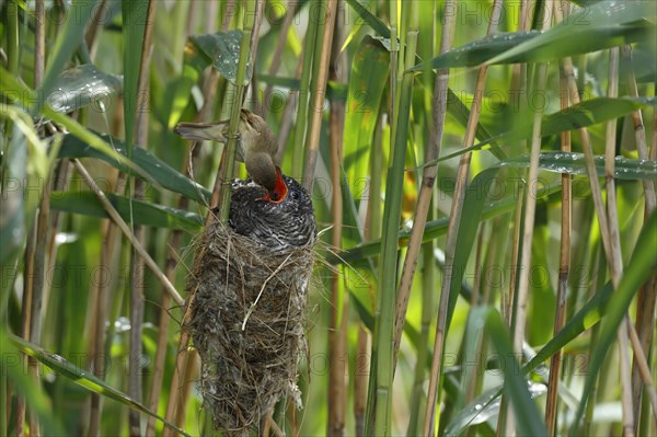 Cuckoo (Cuculus canorus)