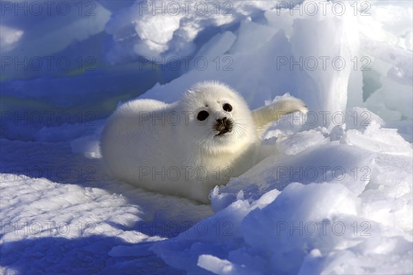 Harp Seal or Saddleback Seal (Pagophilus groenlandicus