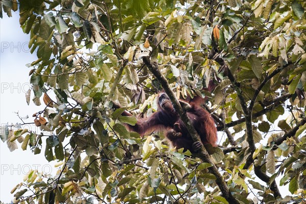 Bornean Orangutan (Pongo pygmaeus)