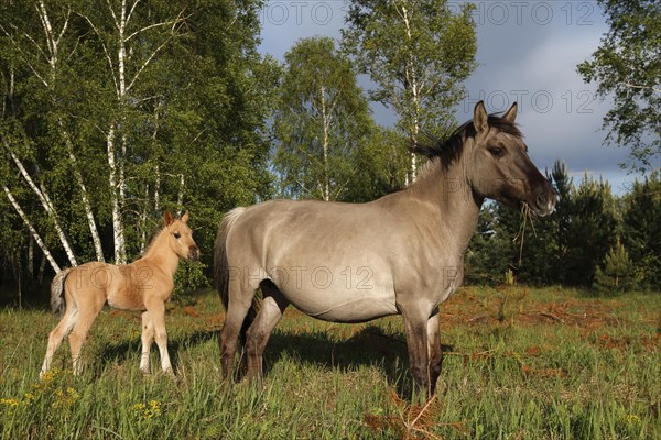 Konik Horses