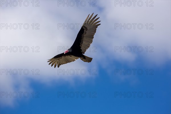 Lappet-faced Vulture (Aegypius tracheliotus