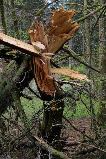 Wind damage