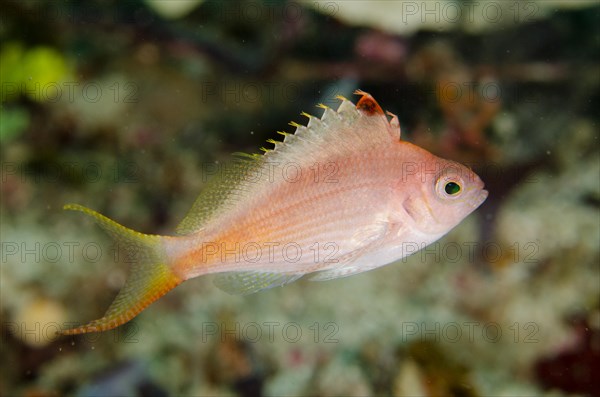 Lyretail Hawkfish (Cyprinocirrhites polyactis)