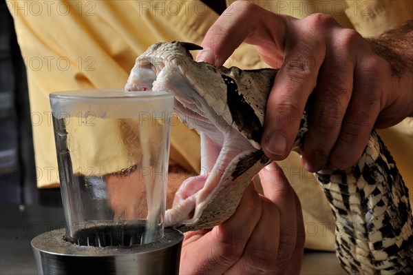 West african gaboon viper (Bitis rhinoceros)