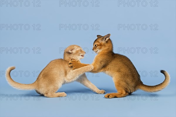 Two Abyssinian kittens