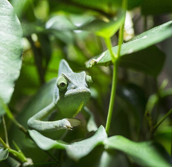 Veiled Chameleon (Chamaeleo calyptratus)