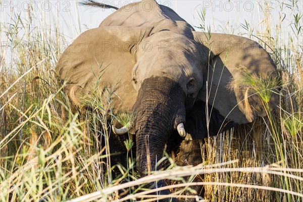 African Elephant (Loxodonta africana) standing in the reeds