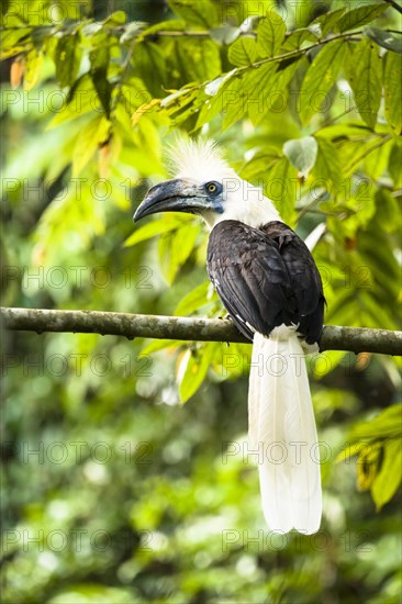 White-crowned Hornbill (Berenicornis comatus)