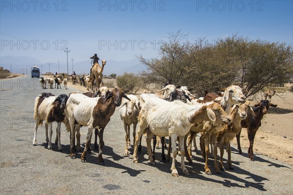 Herds of animals on a road in the lowlands