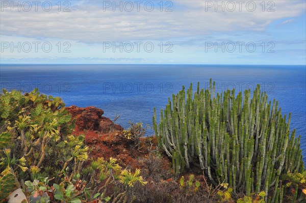 Spurge (Euphorbia sp.)