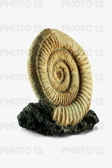 Ammonite