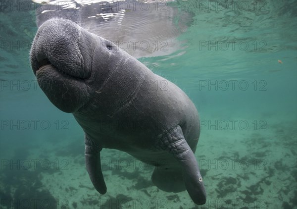 West Indian Manatee (Trichechus manatus)