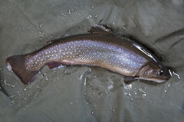 Freshly caught Char (Salvelinus) on green cloth