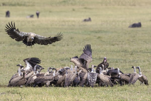 White-backed Vultures (Gyps africanus)