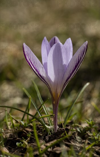 Flowers of the endemic Corsican Crocus (Crocus corsicus)