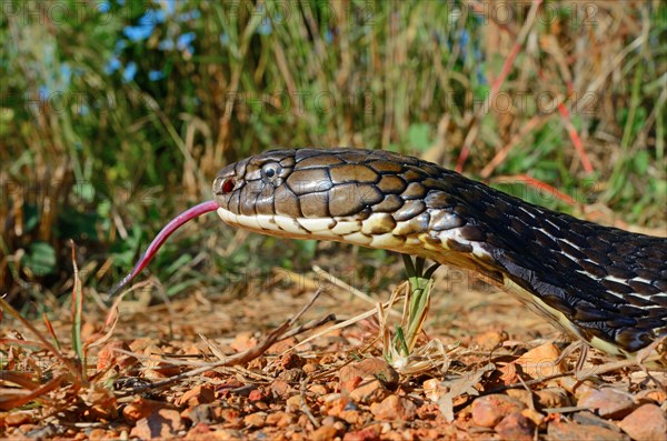 King cobra (Ophiophagus hannah)