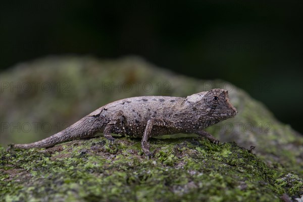 Plated leaf chameleon (Brookesia stumpffi)