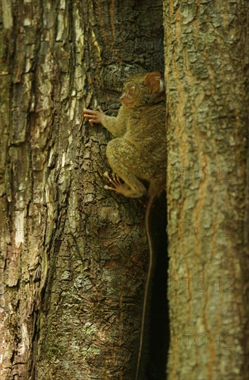 Spectral Tarsier (Tarsius spectrum