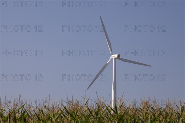 Wind turbine behind a maize field