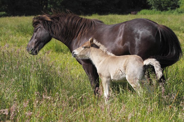 Mare with foal