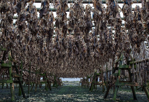 Dried fish