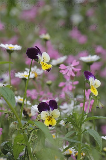 Horned Violet (Viola cornuta)