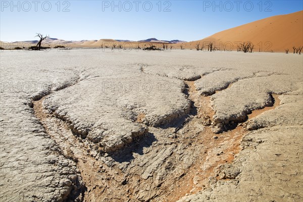 Parched earth and dead trees