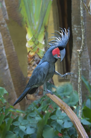 Palm Cockatoo or Great Palm Cockatoo (Probosciger aterrimus)