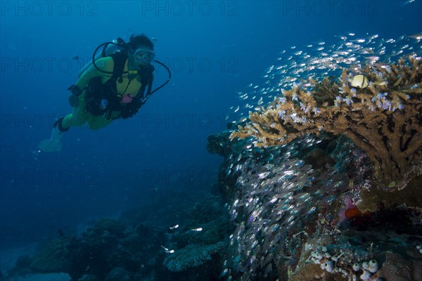 Diver watching a school of Pigmy Sweepers (Parapriacanthus ransonneti)