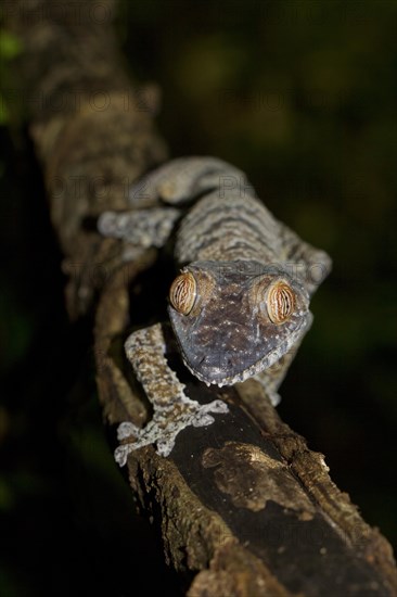 Common Flat-tail Gecko (Uroplatus fimbriatus)