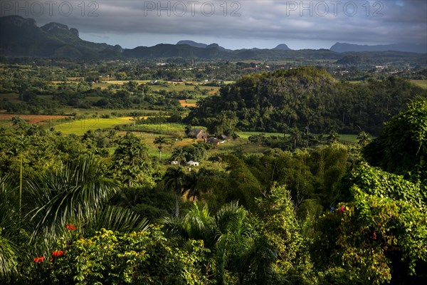 Tobacco fields and the Mogotes karst mountains