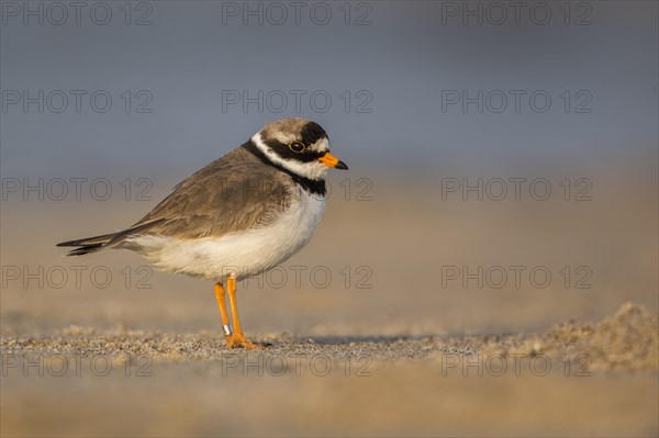 Ringed Plover (Charadrius hiaticula)