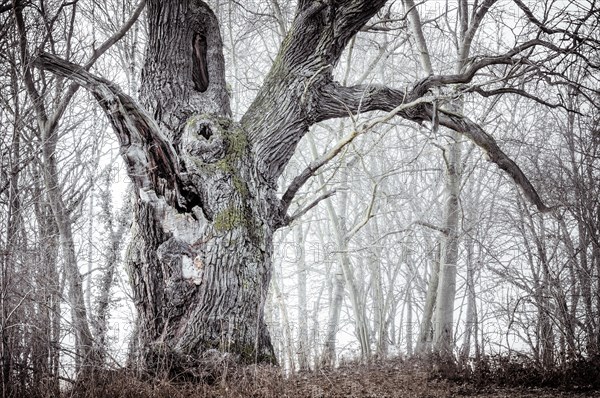 Old English oak (Quercus robur)