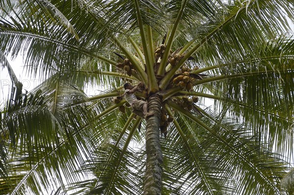 Man harvesting coconuts