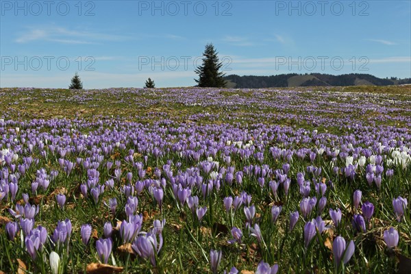 Flowering Crocuses (Crocus albiflorus) at Hundle mountain